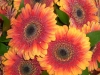 cimg2438
